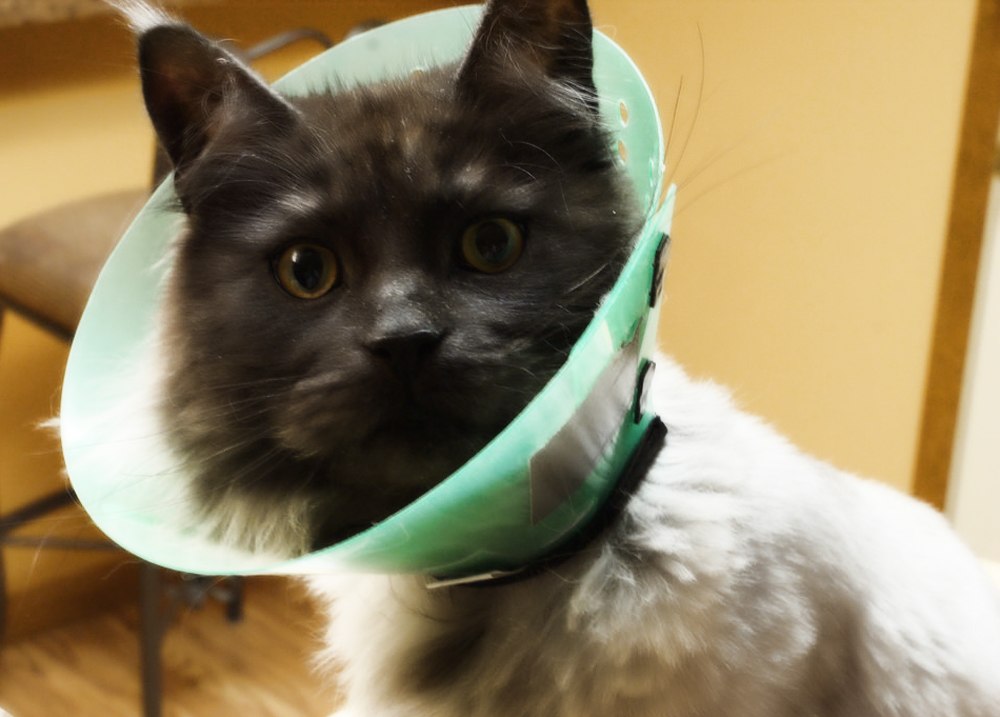 Аллергия у кошек: фото, симптомы и лечение