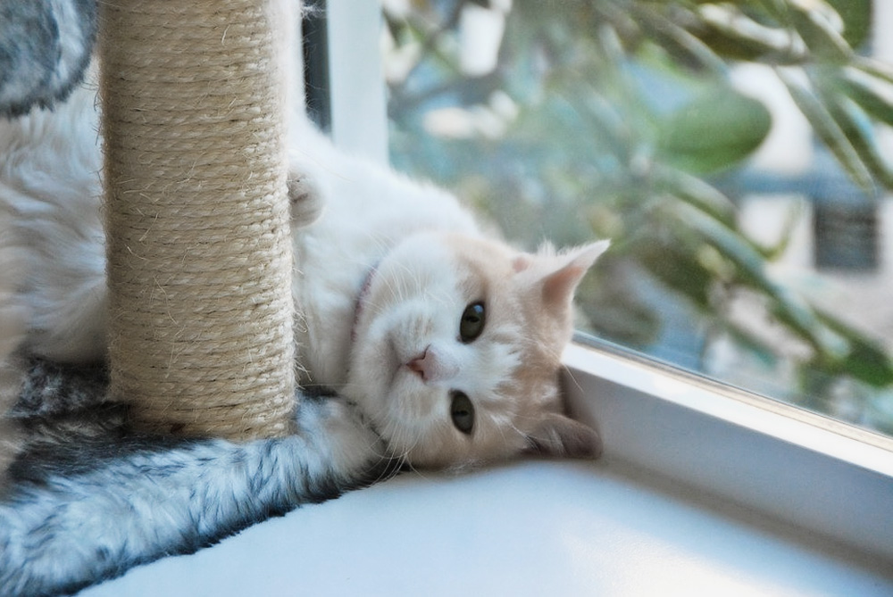 Какими бывают когтеточки и домики для кошек?