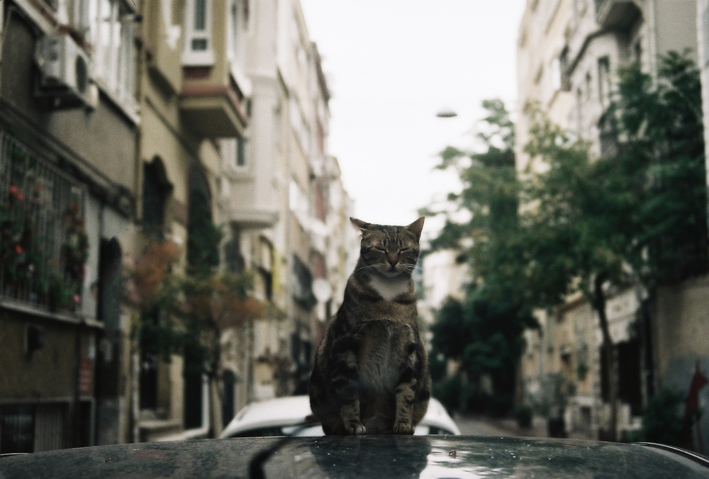 Куда деть кота, если он не нужен?