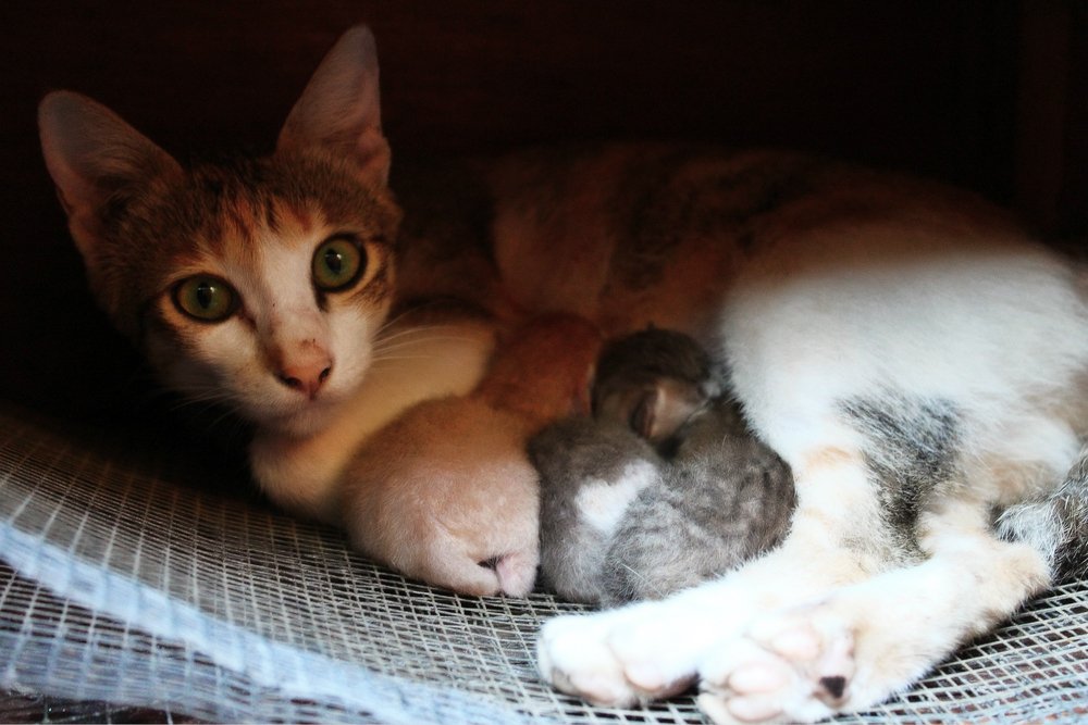 Как рожают кошки: признаки начала и сам процесс родов