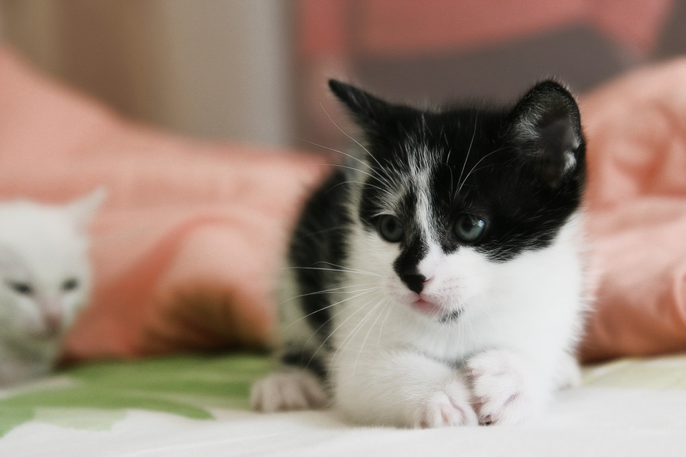 Редкие и красивые имена для кошек и котов