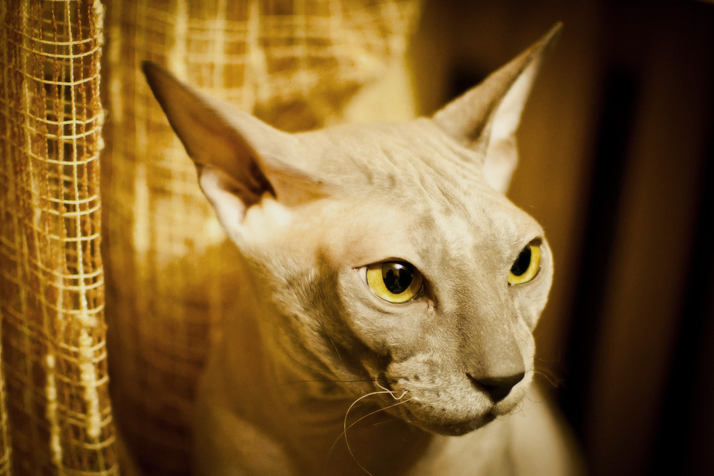 Лысые кошки: все бесшерстные породы