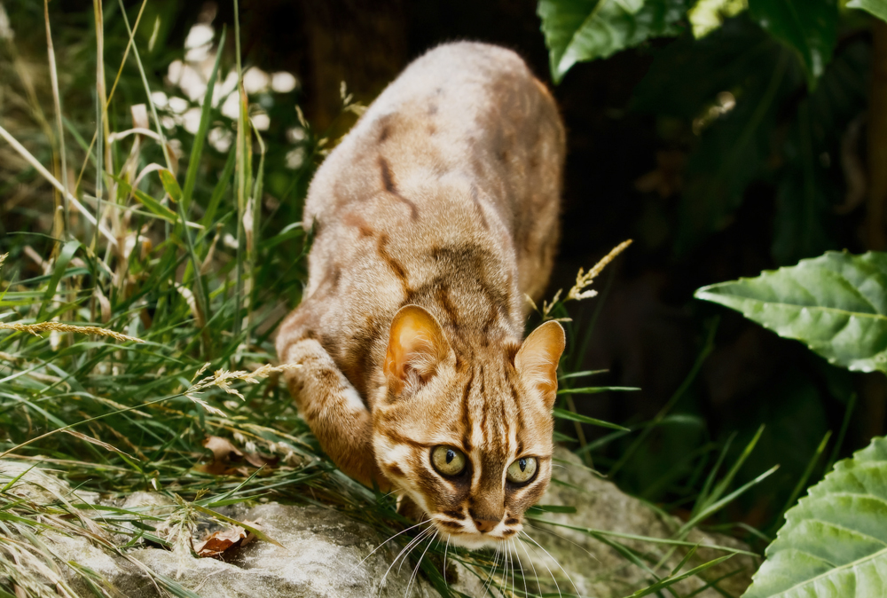 Самый маленький кот в мире и породы миниатюрных кошек