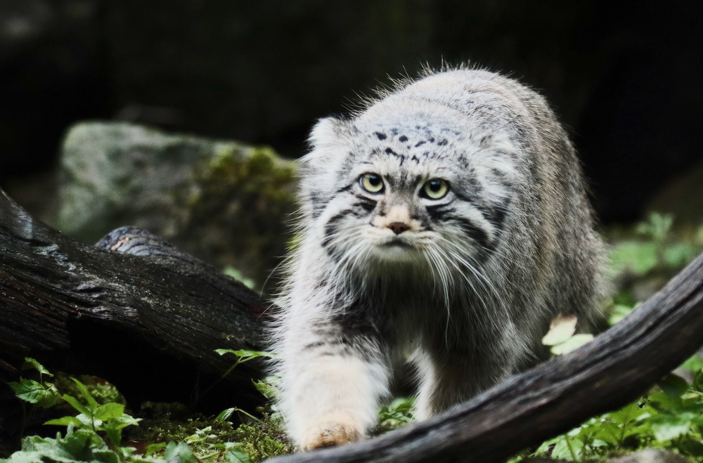 Самый маленький кот в мире и породы миниатюрных кошек