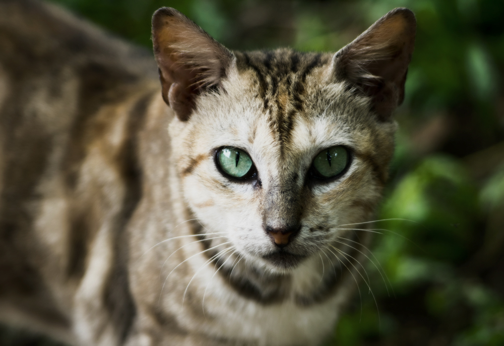 Стронгхолд для кошек: инструкция по борьбе с паразитами