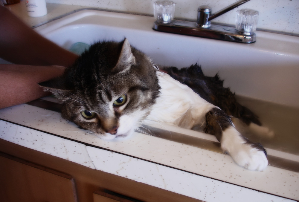 Как часто можно мыть кошку?