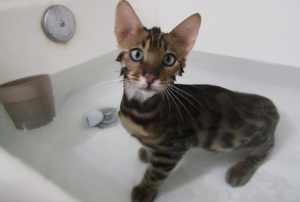 Как мыть котенка правильно?