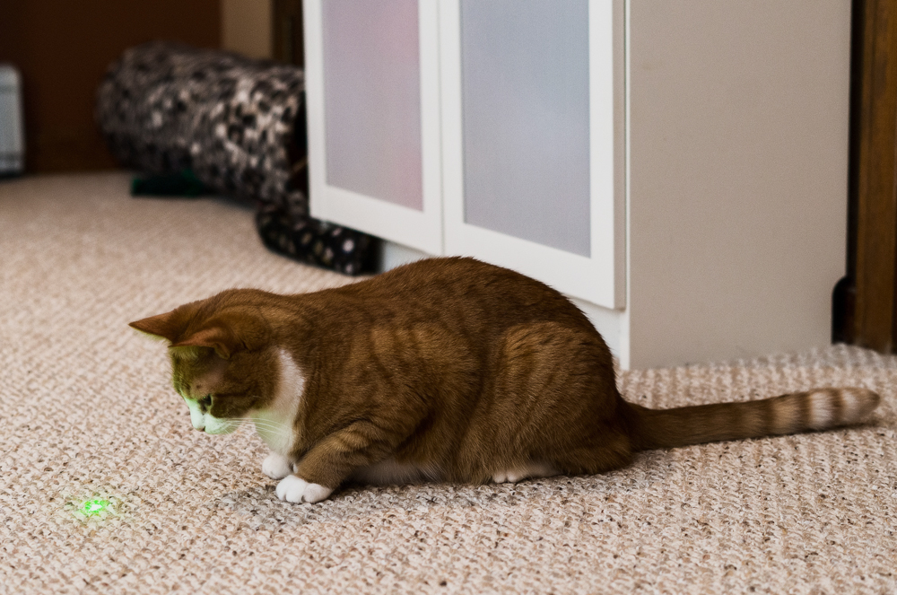 Лазерная указка для кошек - игрушка или угроза?