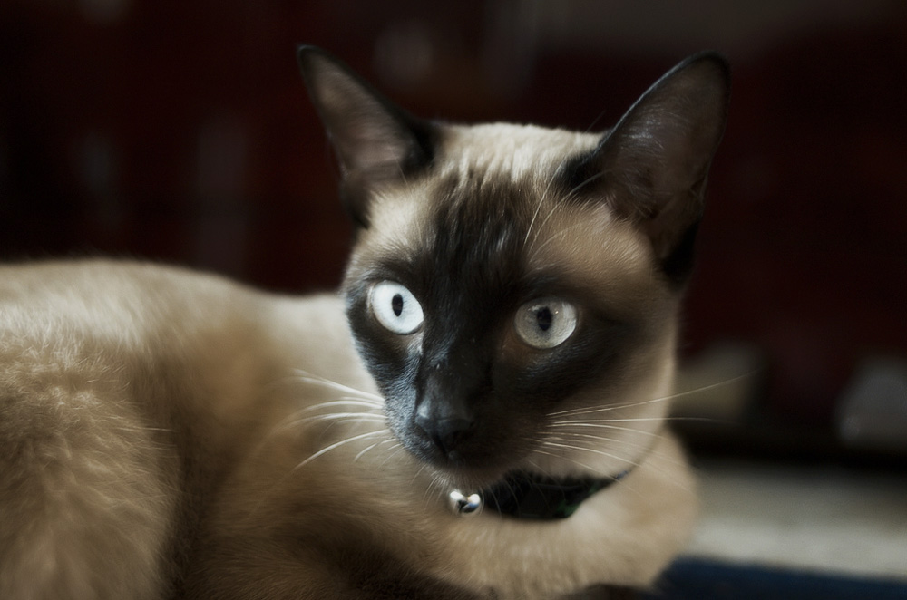 Самые умные породы кошек - ТОП-10