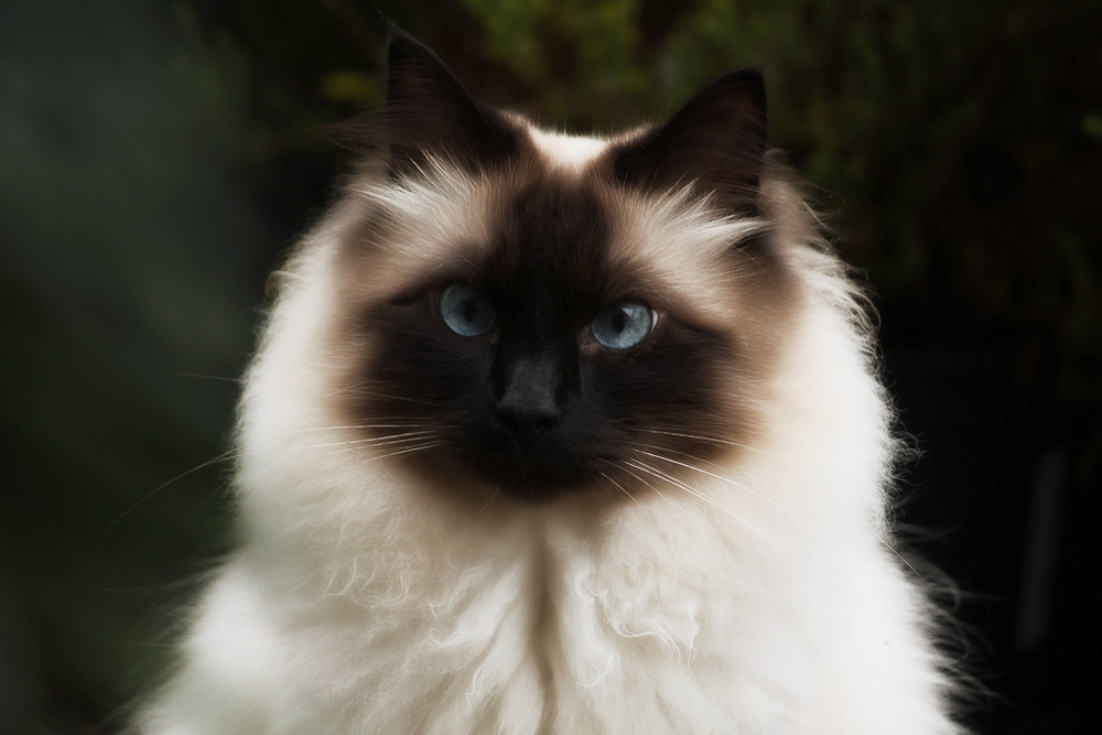 Самые умные породы кошек - ТОП-10