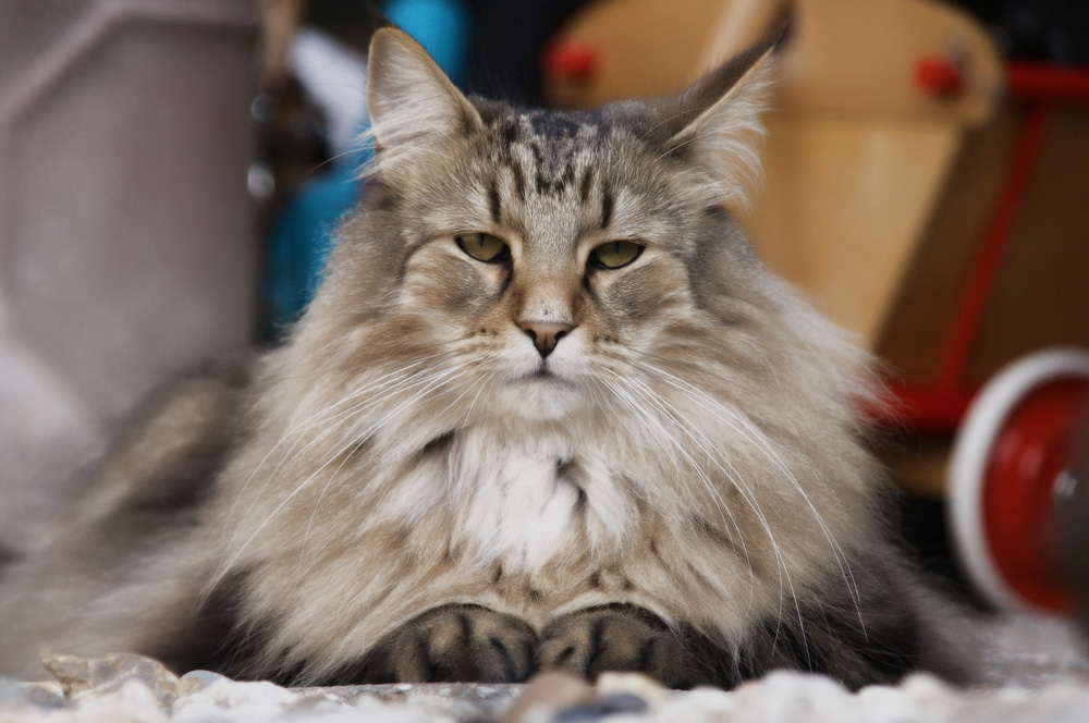 Самые умные породы кошек - ТОП-10