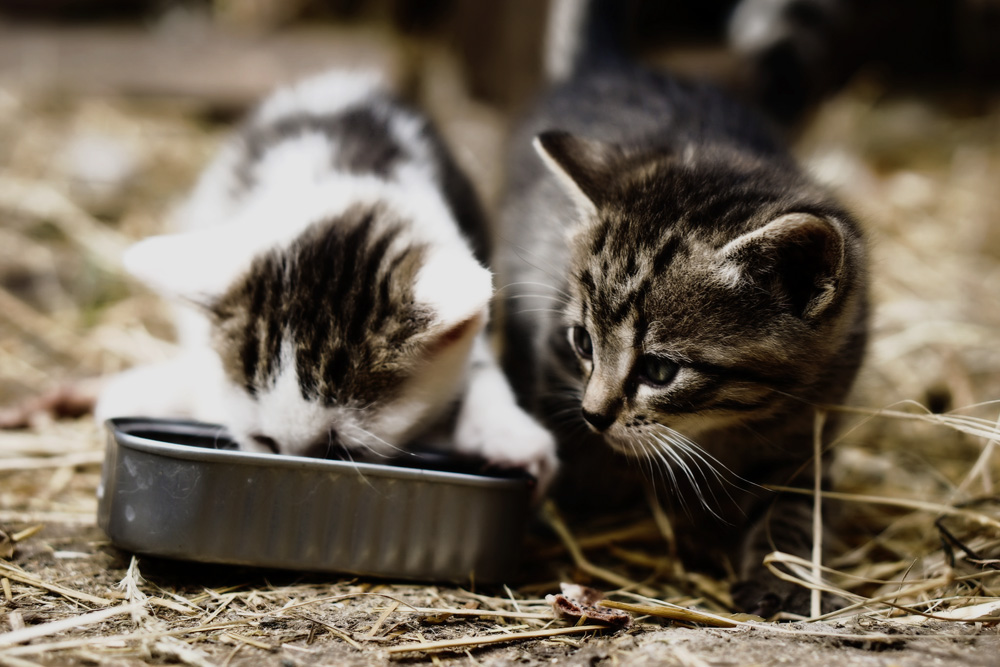 Корм для кошек Бозита: состав и особенности