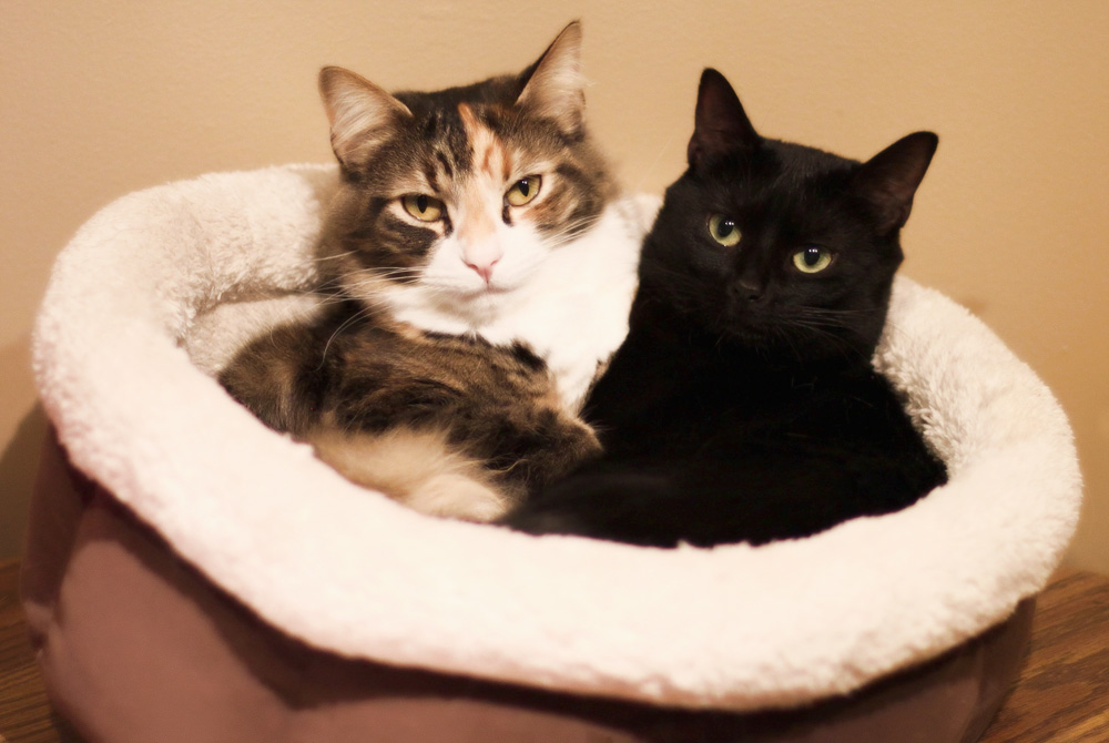 Лежанка для кошки своими руками