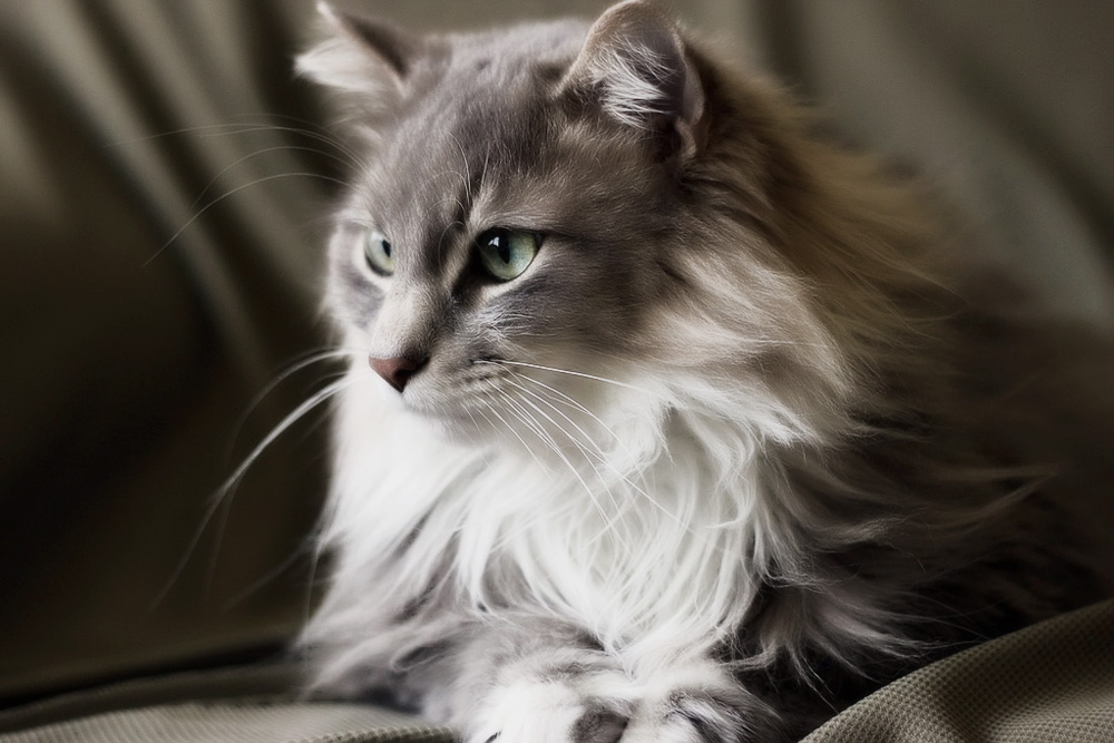 Серый кот - виды и особенности окраса