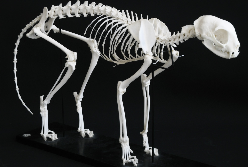Как устроен скелет кошки