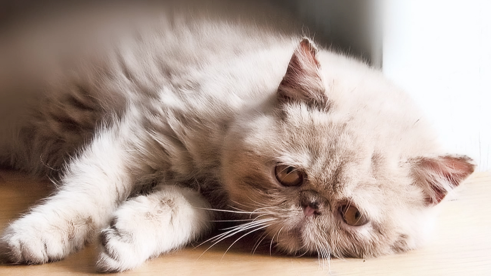Кошачий лишай - причины появления, лечение и профилактика