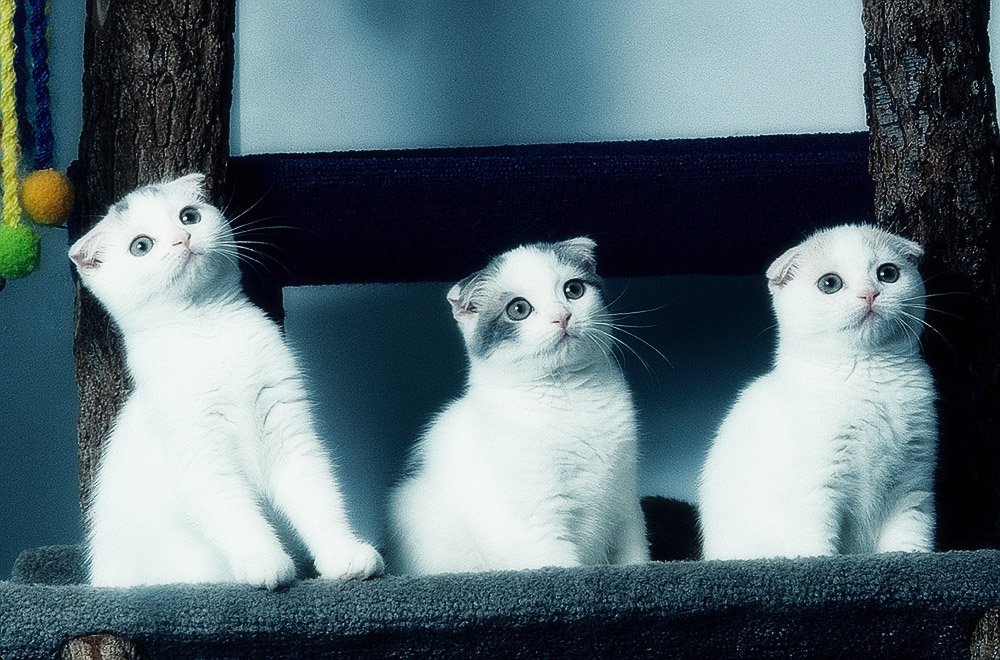Окрасы шотландских вислоухих кошек