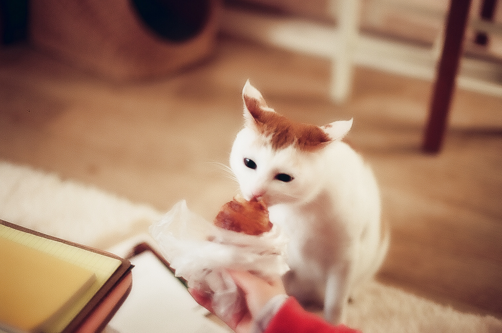 Чем кормить кота при мочекаменной болезни