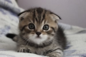 Шотландская вислоухая кошка