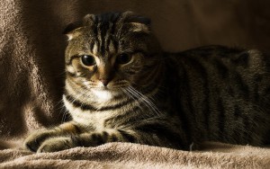 Шотландская вислоухая кошка