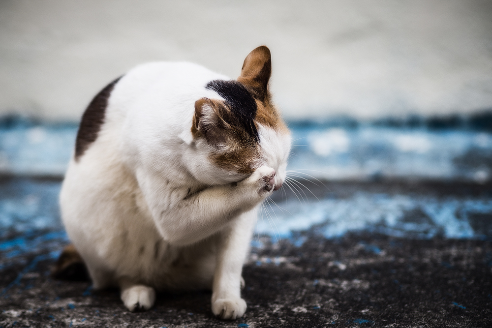 Симптомы и лечение гепатита у котов и кошек