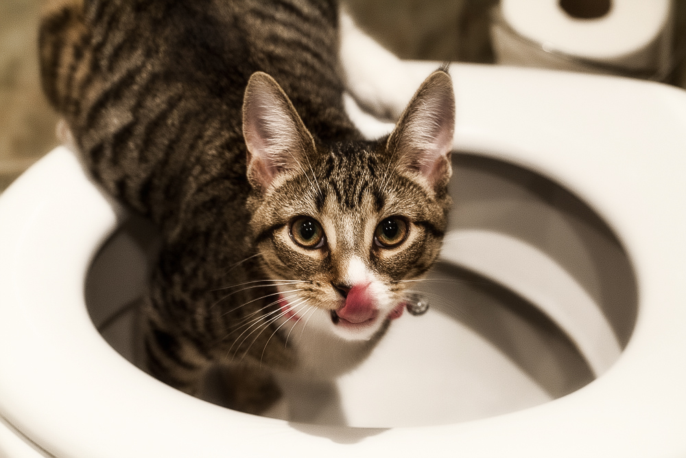 Кот часто ходит в туалет по-маленькому - причины и лечение