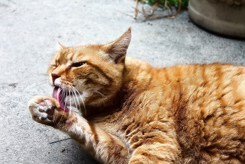 Передаются ли глисты от кошек человеку?