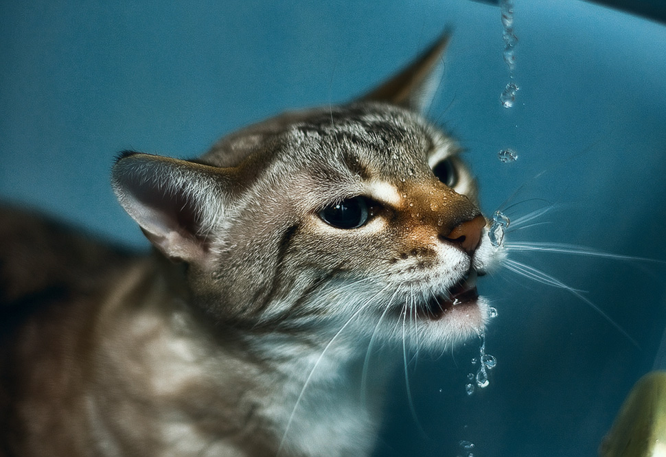 Кот пьет много воды: причины жажды и профилактика болезней