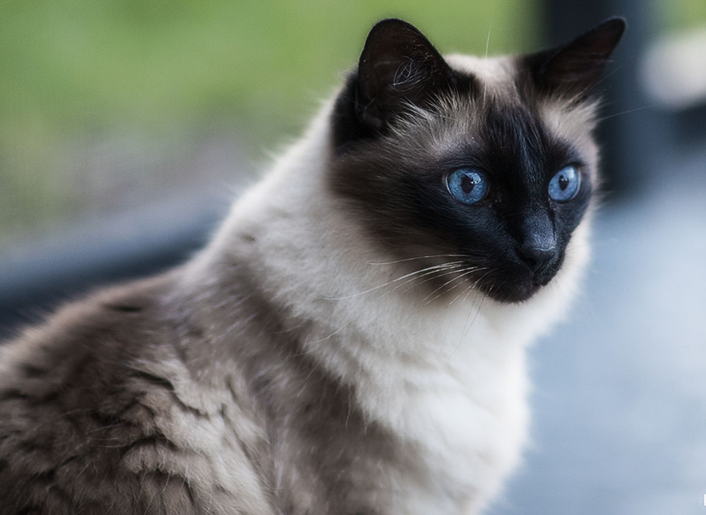 Балинезийская кошка (балийская кошка, балинез)
