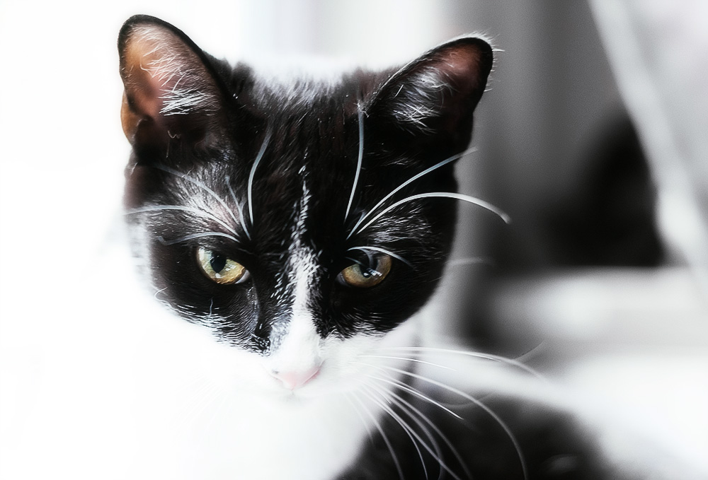 Как правильно чистить уши котенку или кошке. Болезни ушей у кошек. Чем почистить уши котенку в домашних условиях: советы.