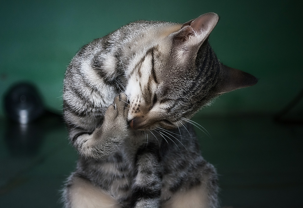 Капли Барс от блох для кошек: инструкция по применению