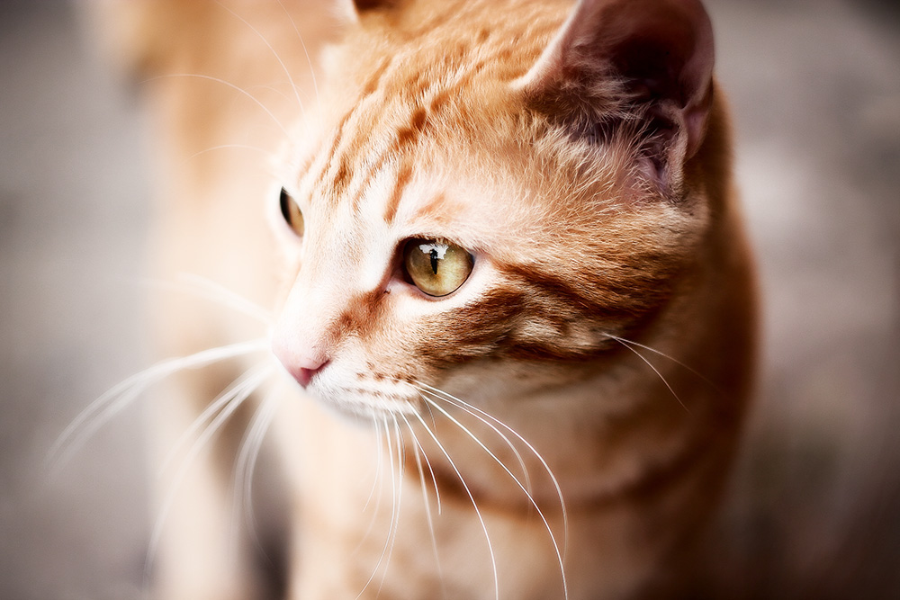 Рвота и тошнота у кошки: причины, лечение и профилактика