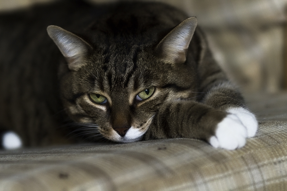 Что делать, если кошка чихает и у нее слезятся глаза?