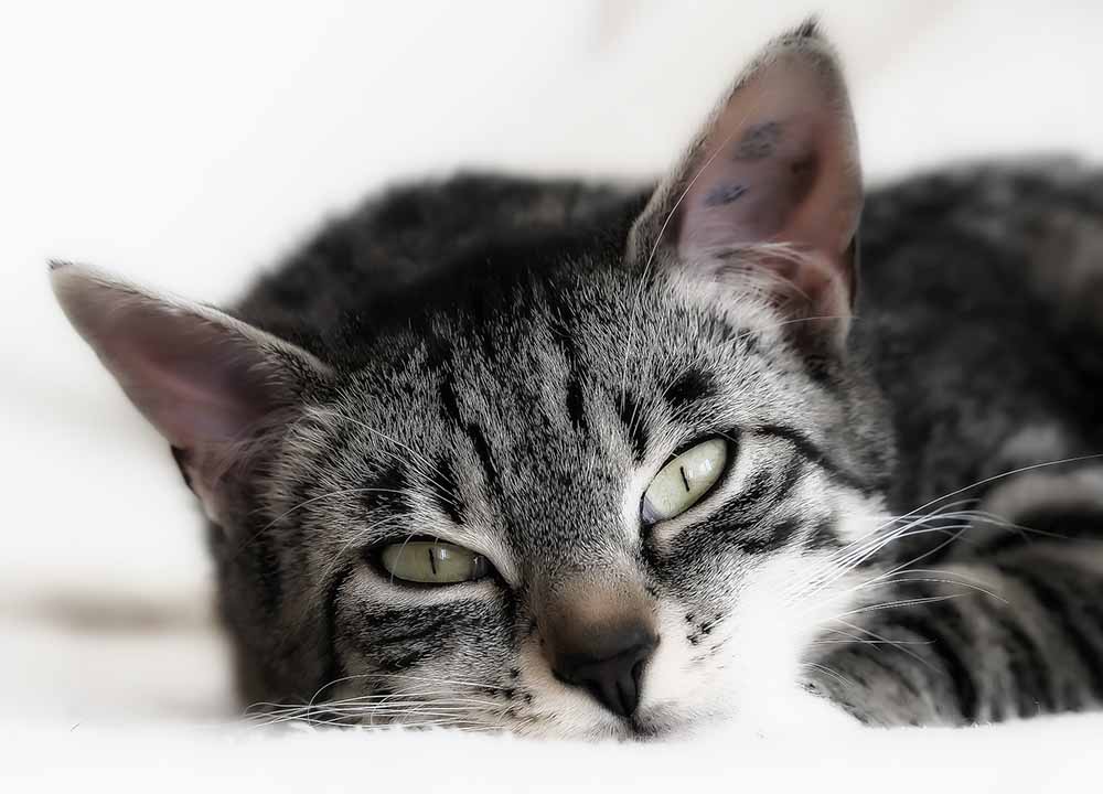Гемобартонеллез кошек: симптомы, причины, лечение