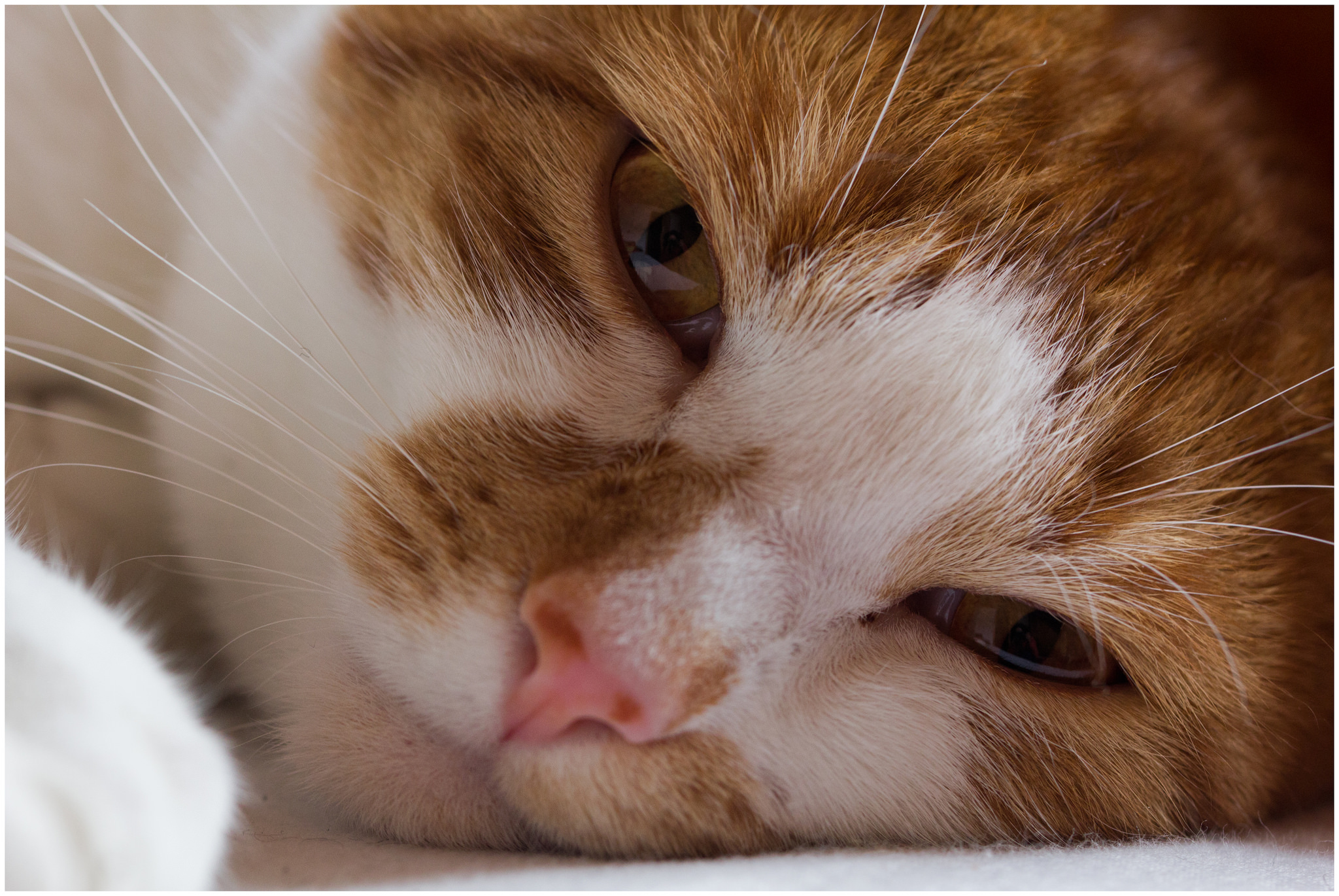 Вирус у кошек лечение в домашних условиях thumbnail