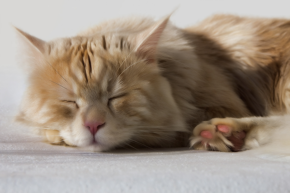 Опухоль у кошки на животе: диагностика и лечение
