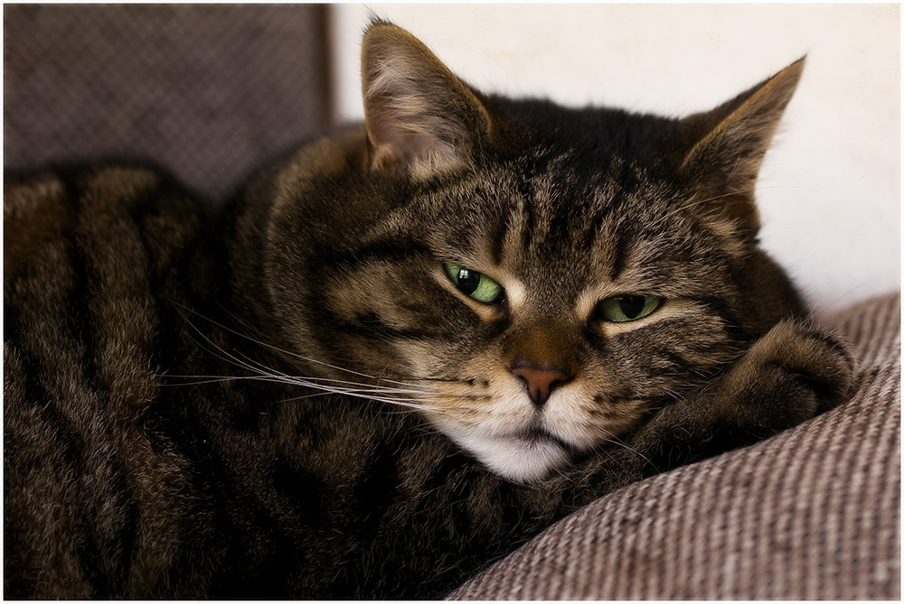 Болезни печени у кошек: симптомы, лечение и профилактика