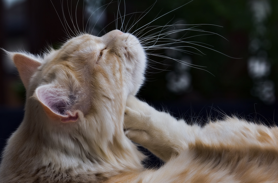 Нотоэдроз у кошек - симптомы и способы лечения чесоточного клеща