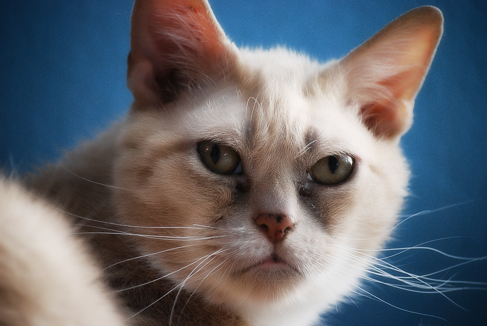Кальцивироз у кошек: симптомы и лечение