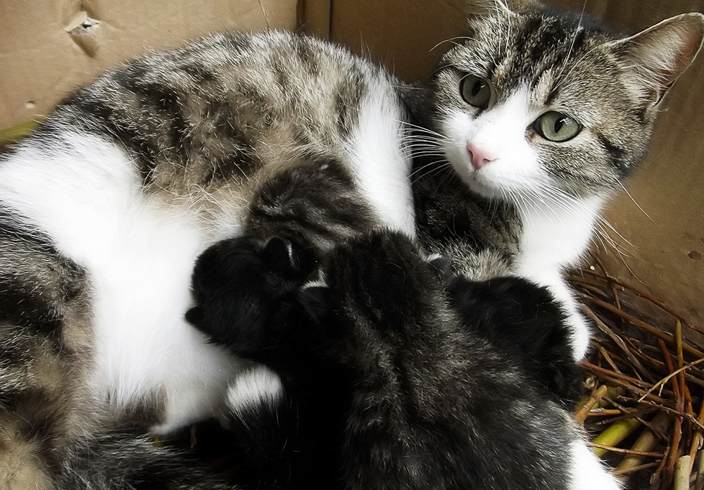 Выделения у кошки после родов