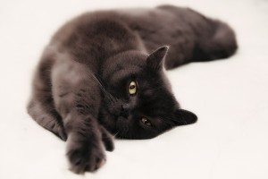 Британская кошка (британец)