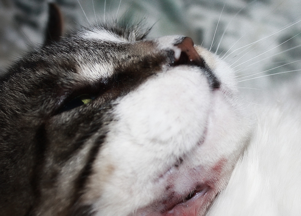 Абсцесс у кота на щеке лечение в домашних thumbnail
