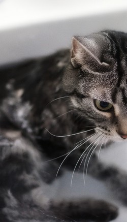 Шампунь для кошек от блох и клещей