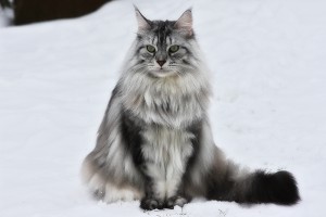 Окрасы мейн куна: черный, рыжий и другие