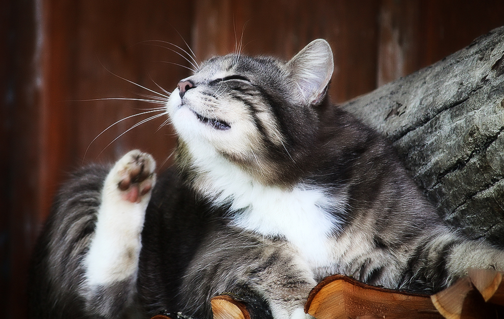Отодектоз у кошек и его лечение