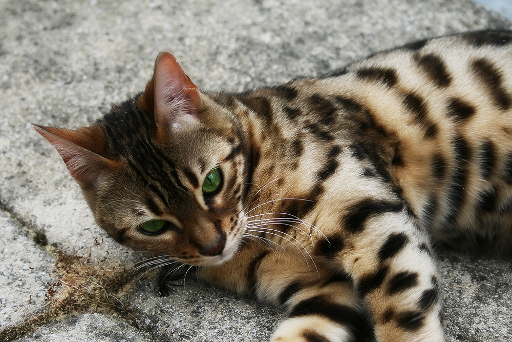 бенгальская кошка рыжий окрас