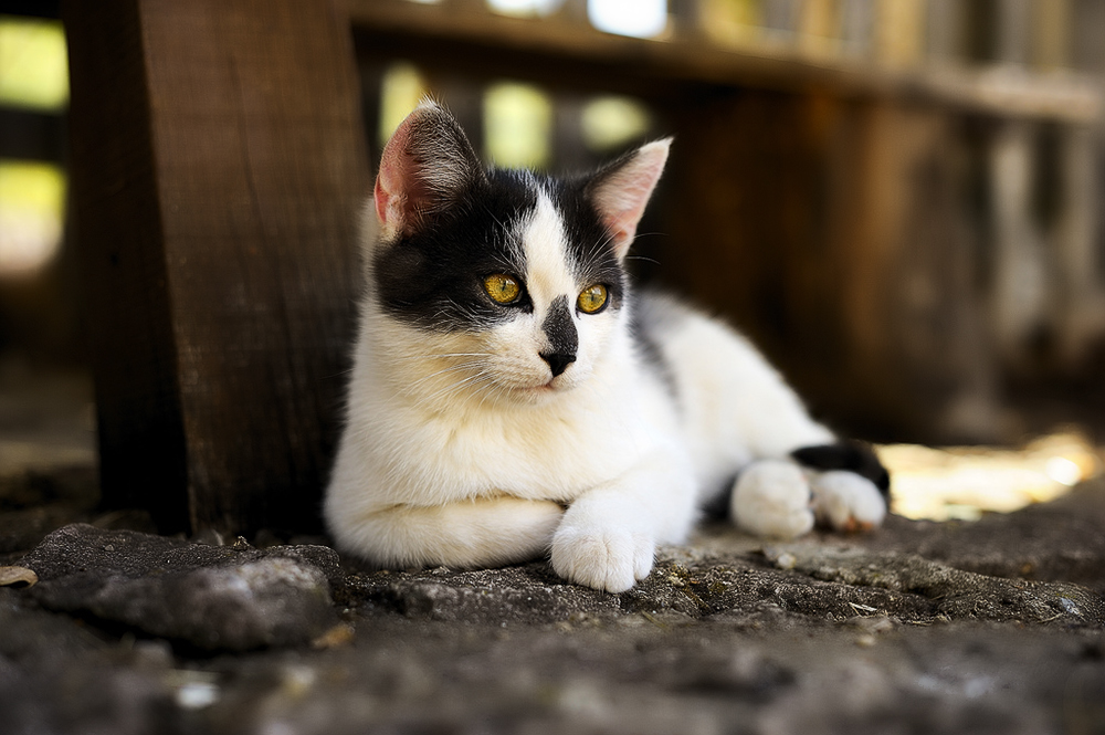 Лейкоз у кошек: симптомы и лечение