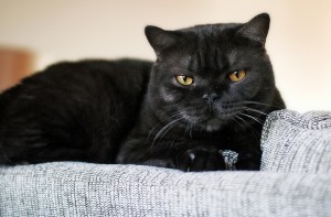 Британская кошка (британец)