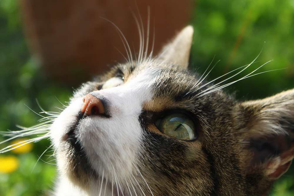 Третье веко у кошки: причины и лечение