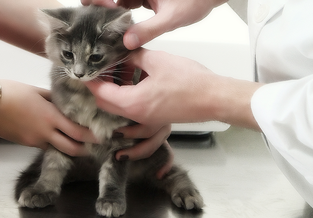 Вакцина “Нобивак” для кошек